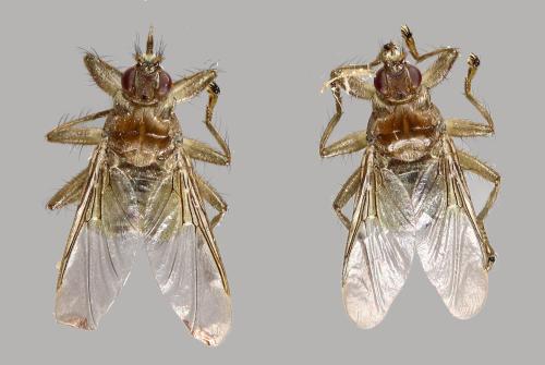 Ornithomya biloba